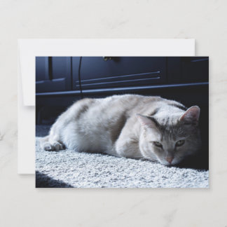 Lazy Cat Napping-vykort Vykort