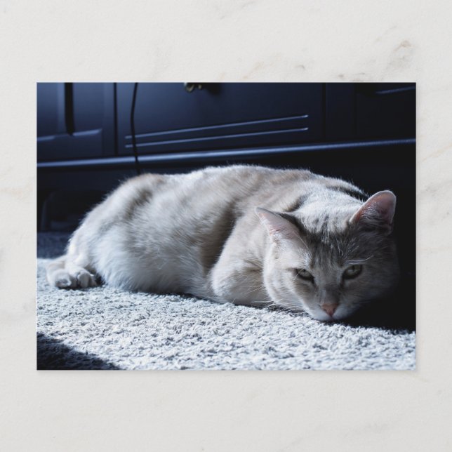 Lazy Cat Napping-vykort Vykort (Framsida)
