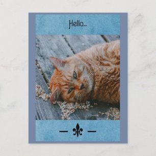 Lazy Cat Say's Hej Postcard Vykort