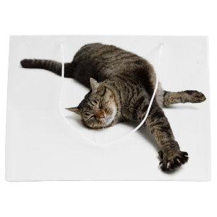 Lazy Cat Stretande
