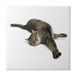 Lazy Cat Stretande Kakelplatta