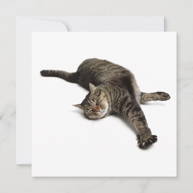 Lazy Cat Stretching Meddelande (Framsida)