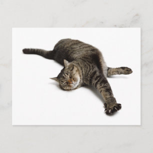 Lazy Cat Stretching Vykort