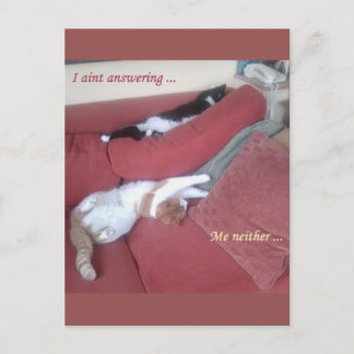Lazy Cats Roligt Postcard - Catnap Vykort