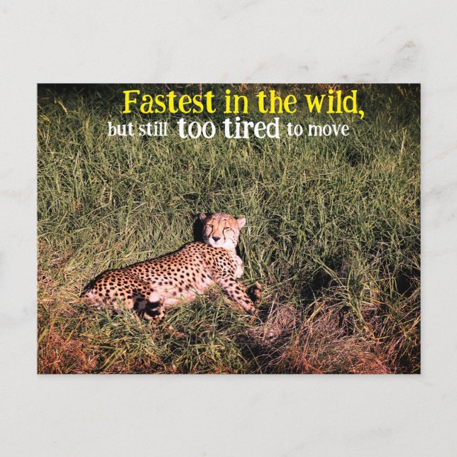 Lazy cheetah-foto vykort (Framsida)