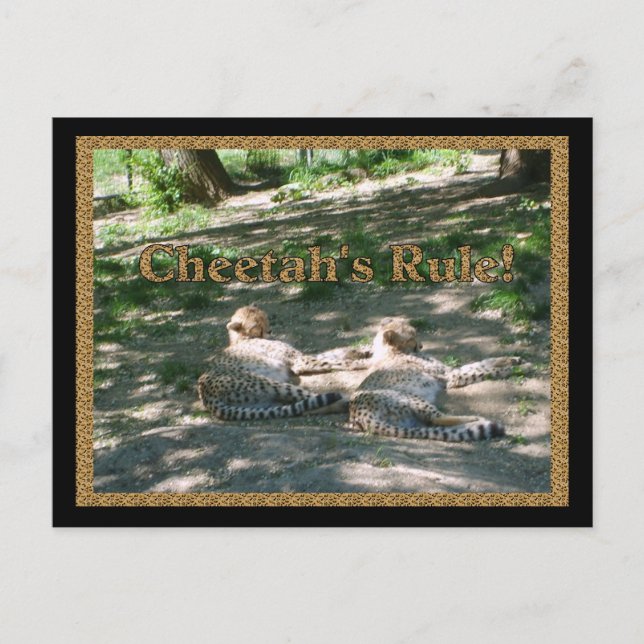 Lazy Cheetahs Vykort (Framsida)