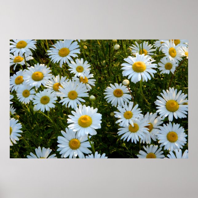 Lazy Daisy eftermiddag Poster (Framsidan)
