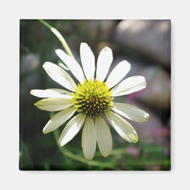 Lazy Daisy Sommardag Magnet (Framsidan)