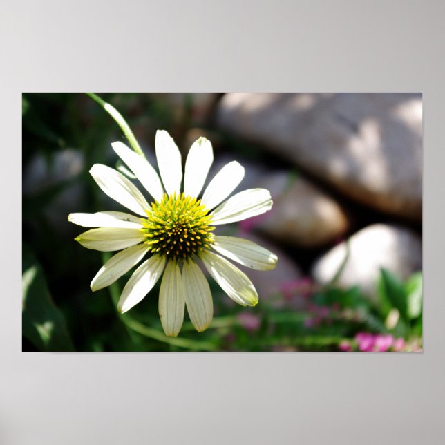 Lazy Daisy sommardag Skriv ut Poster (Framsidan)