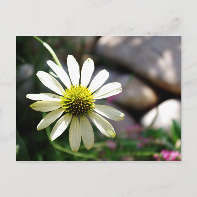 Lazy Daisy sommardagsvykort Vykort (Framsida)