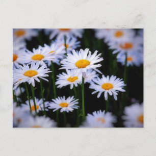 Lazy Daisy Vykort