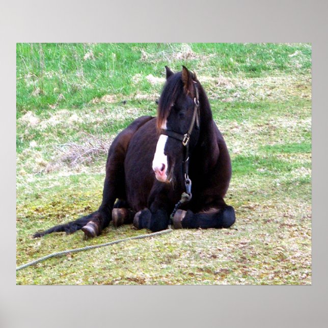 Lazy Days Canvas Poster (Framsidan)