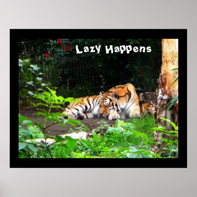 Lazy Happens Siberian Tiger Poster (Framsidan)