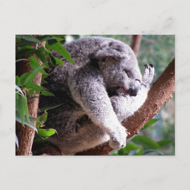 Lazy Koala Postcard Vykort (Framsida)