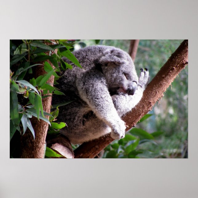 Lazy Koala Poster (Framsidan)