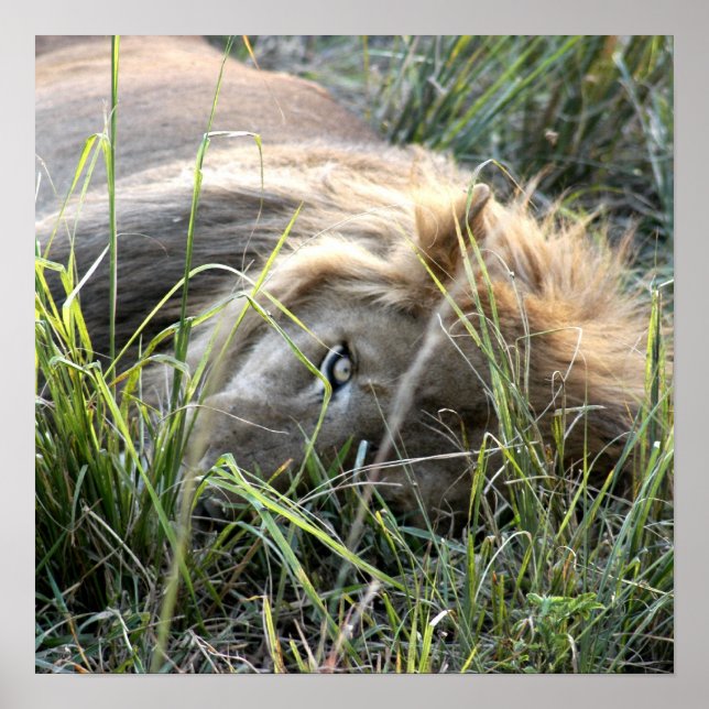 Lazy Lejon Poster (Framsidan)