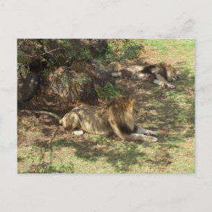 Lazy Lejon Vykort