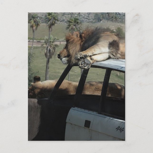 Lazy Lejon Vykort (Framsida)