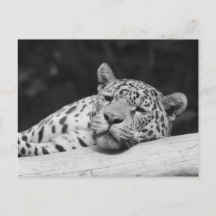 ’Lazy Leopard’ Vykort