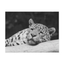 ’Lazy Leopard’