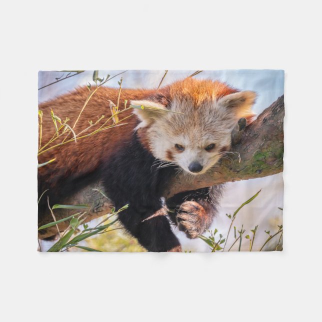Lazy lille röd panda fleecefilt (Framsidan (Horisontell))