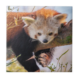 Lazy lille röd panda kakelplatta