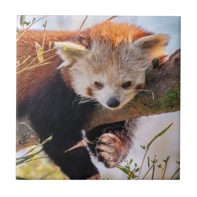 Lazy lille röd panda kakelplatta (Framsidan)