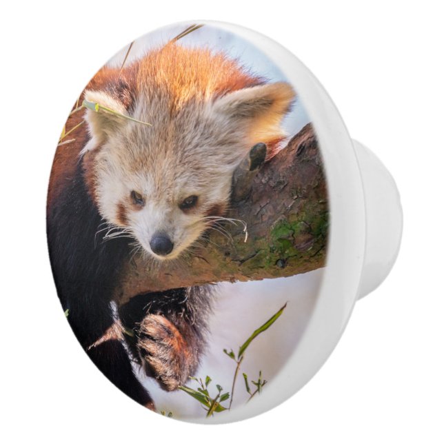 Lazy lille röd panda knopp (Höger)