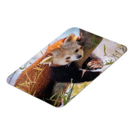 Lazy lille röd panda magnet