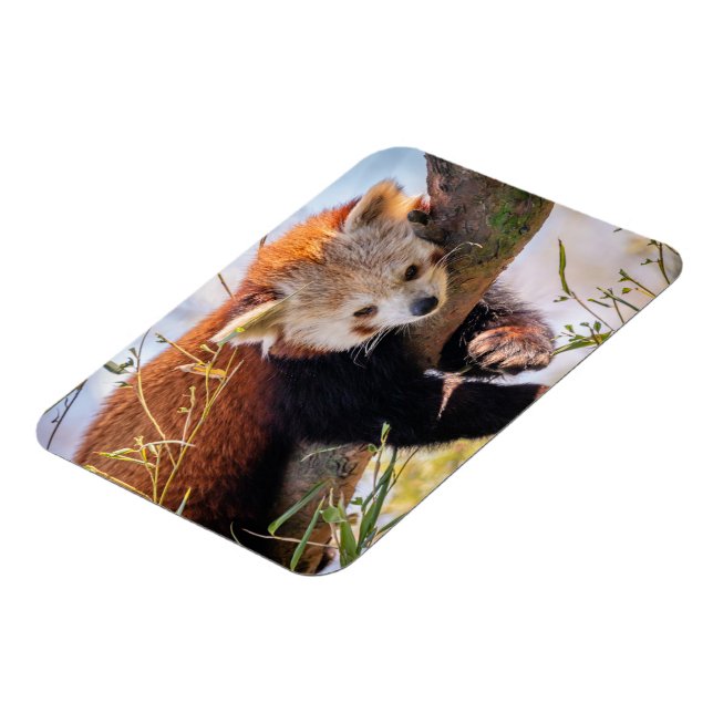 Lazy lille röd panda magnet (Vänstra Sidan)