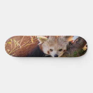 Lazy lille röd panda mini skateboard bräda 18,5 cm