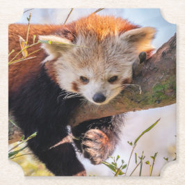 Lazy lille röd panda underlägg papper