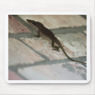 Lazy Lizard Musmatta
