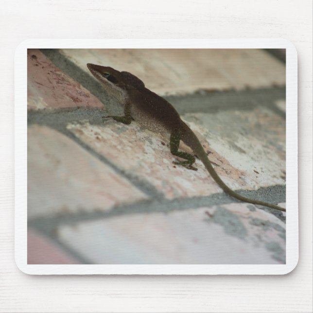 Lazy Lizard Musmatta (Framsidan)