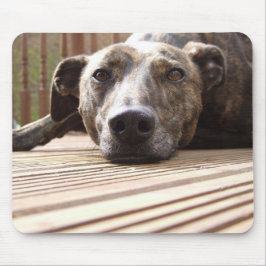 Lazy Lurcher Musmatta