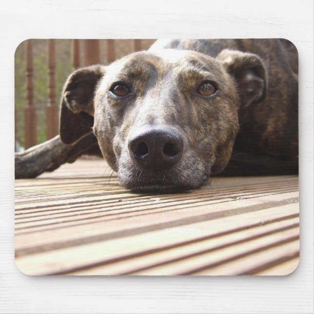 Lazy Lurcher Musmatta (Framsidan)