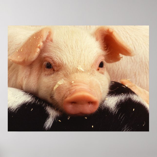 Lazy Piglet Poster (Framsidan)