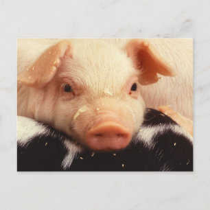 Lazy Piglet Vykort