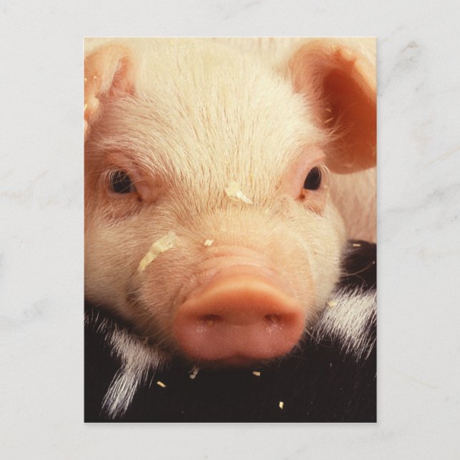Lazy Piglet Vykort (Framsida)