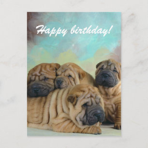 Lazy shar pei Grattis på födelsedagen! Vykort