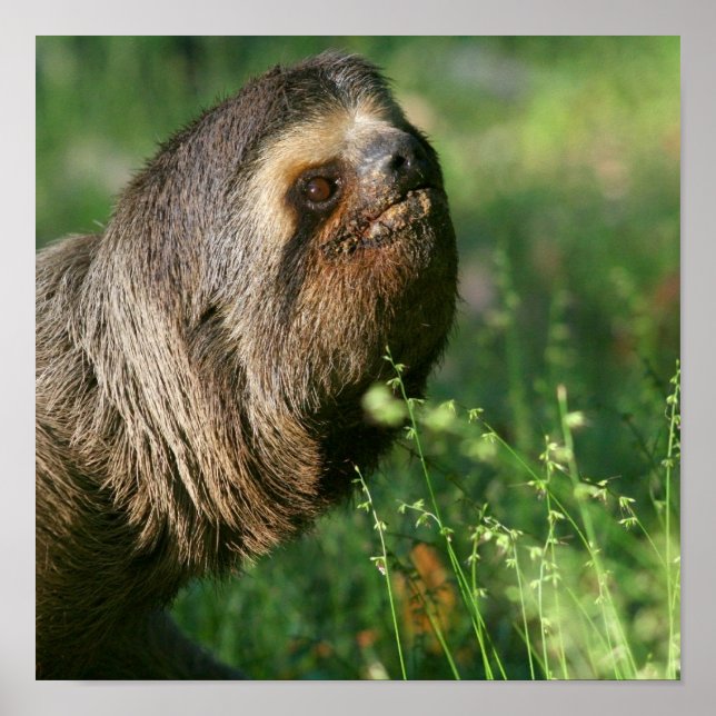 Lazy Sloth Poster (Framsidan)