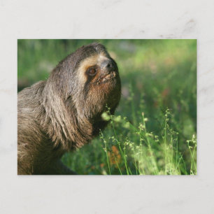 Lazy Sloth vykort