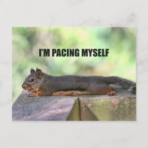 Lazy Squirrel Photo Vykort