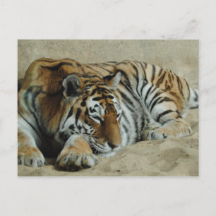 Lazy Tiger Stunning Big Cat Photo Vykort
