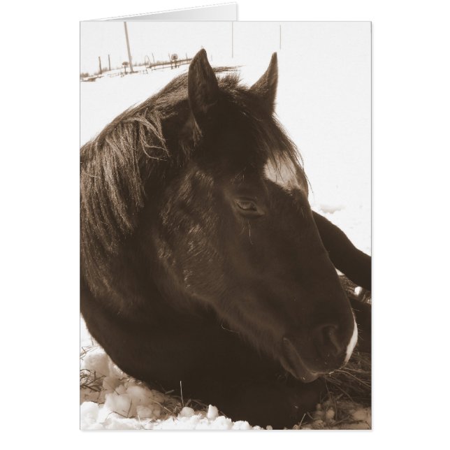 Lazy Winter Day Hälsningskort (Framsidan)