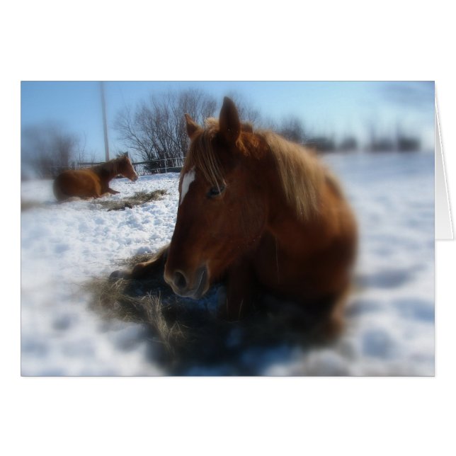 Lazy Winter Day Hälsningskort (Framsidan Horizontal)