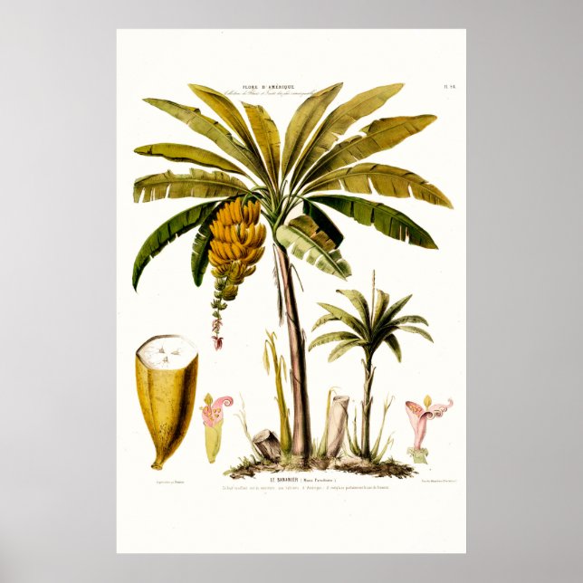 Le Bananier Tropical Banana Träd Amerique Poster (Framsidan)