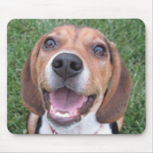 Le Beaglemusen vaddera Musmatta