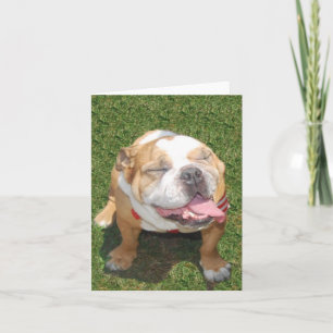 Le bulldoggen kort