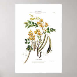 Le Cafe Nouveau Gult Blommigt Botanical Amerique Poster